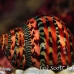 shell_nr_h_0705_png0967.jpg